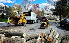 Best Tree Disease Treatment  in Cedar Rapids, IA